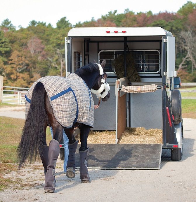 Image cheval
