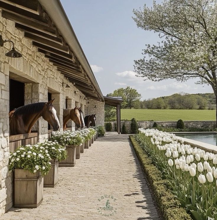 Image cheval