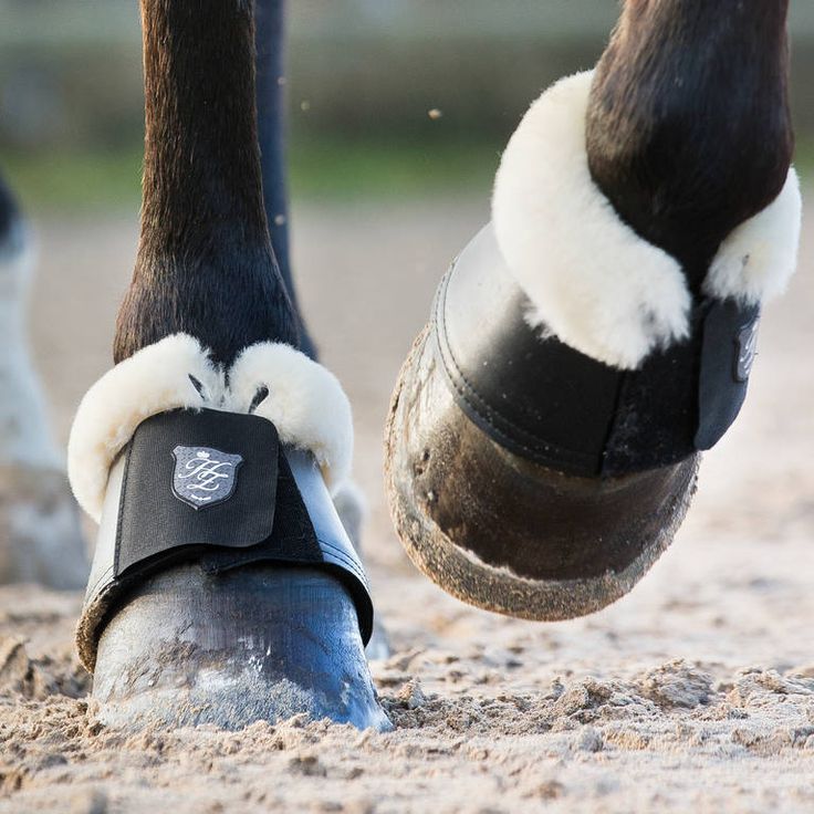Image cheval