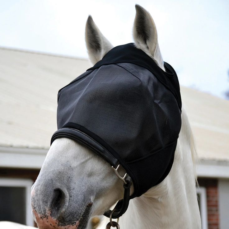 Image cheval