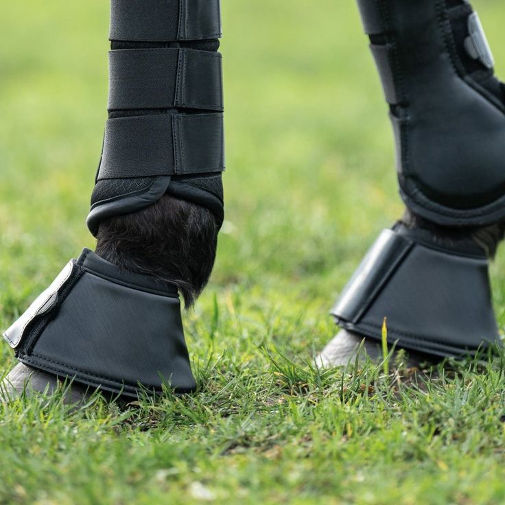 Image cheval