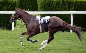 Image cheval