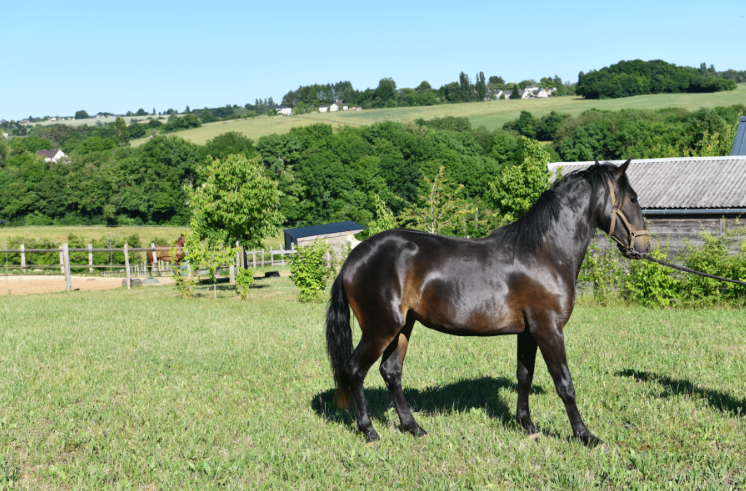 Image cheval