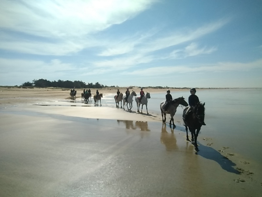 Image cheval