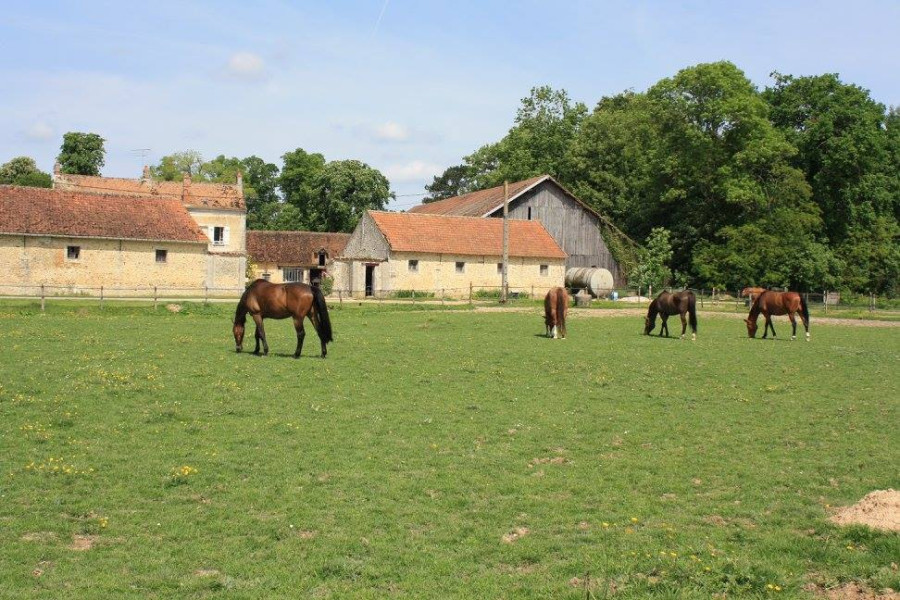 Image cheval