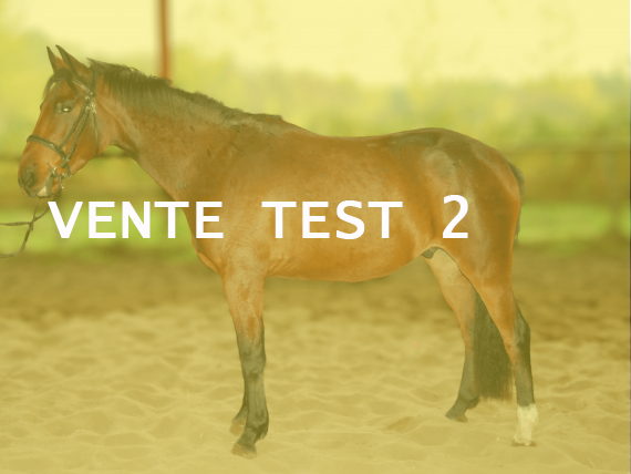 A Vendre Selle Français